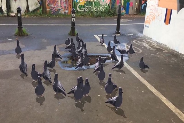 Pigeon Panic