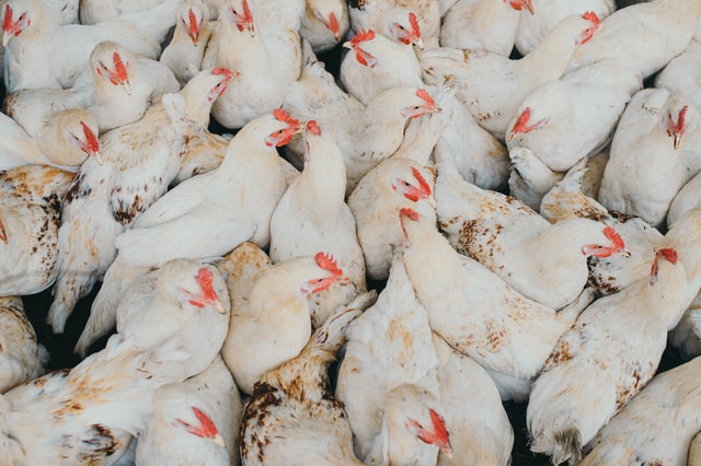 Umělá inteligence může zlepšit životní podmínky kuřat ve velkochovech