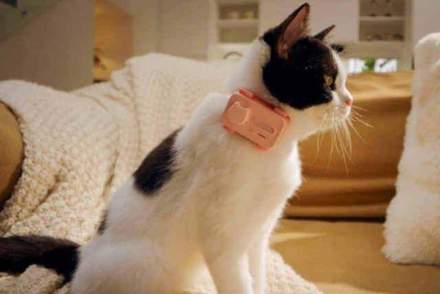 Nový PetPhone umožní domácím mazlíčkům telefonovat svému majiteli