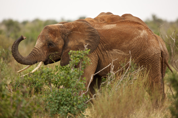 Slon v parku Tsavo