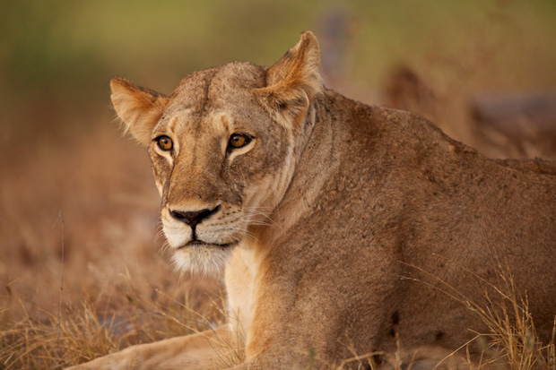 Lvice z parku Tsavo